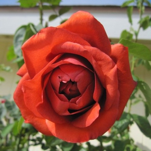 Ruža čajevke - Ruža - Terracotta® - 
